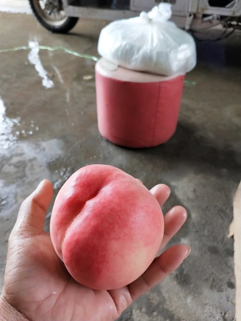 绿化九桃，皮毛好，囗感一级