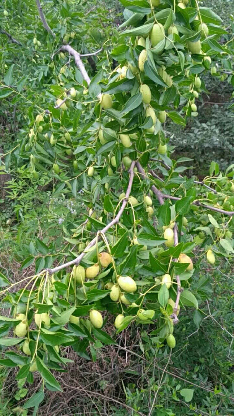 马牙枣，通货，山坡甜脆，亮度好！！！！！！！