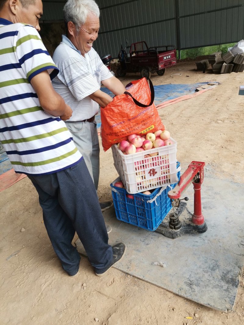 陕西高山早熟嘎啦品优质好