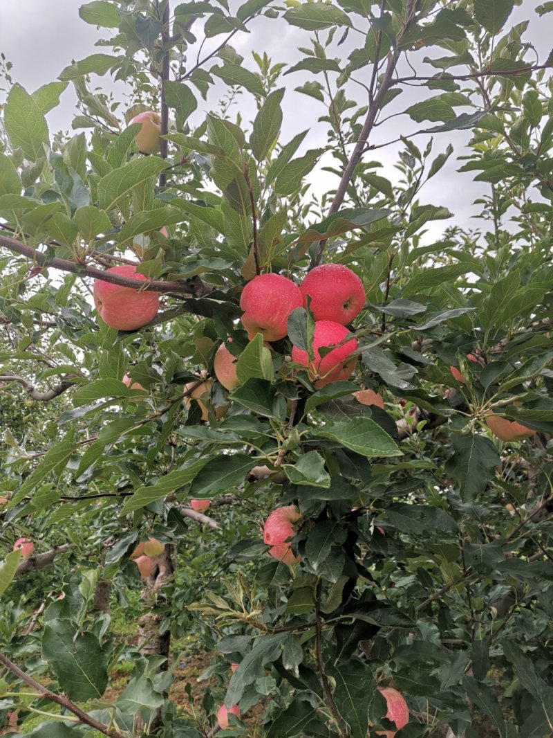 陕西高山早熟嘎啦品优质好