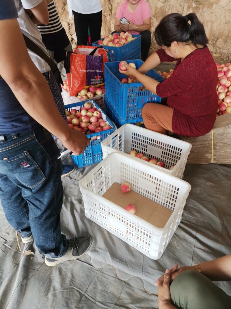 陕西高山早熟嘎啦品优质好
