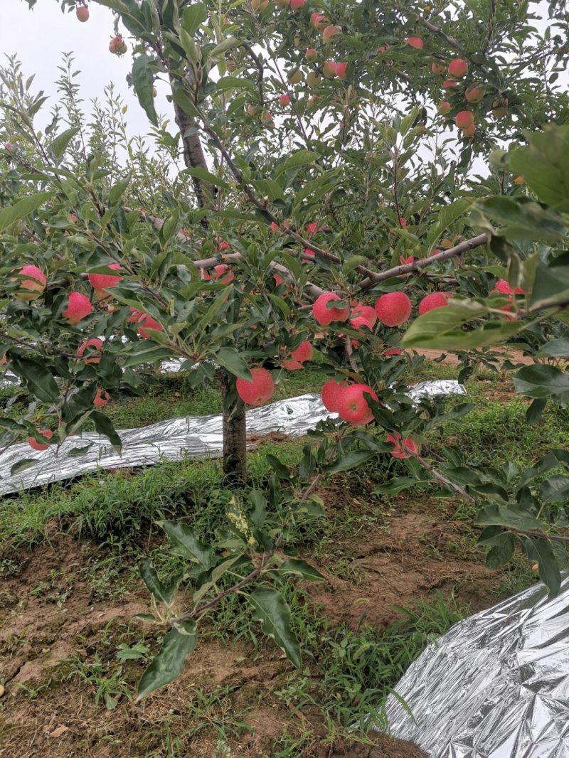 陕西高山早熟嘎啦品优质好