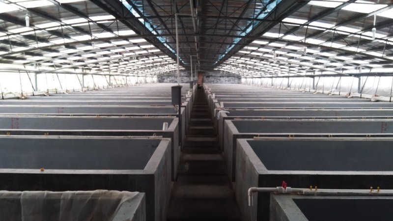 【鮰鱼苗】叉尾鮰鱼苗批发基地直销供应鮰鱼苗，技术指导养殖