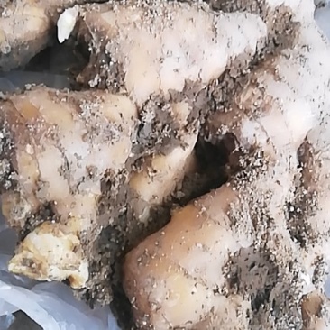 昌邑大黄姜