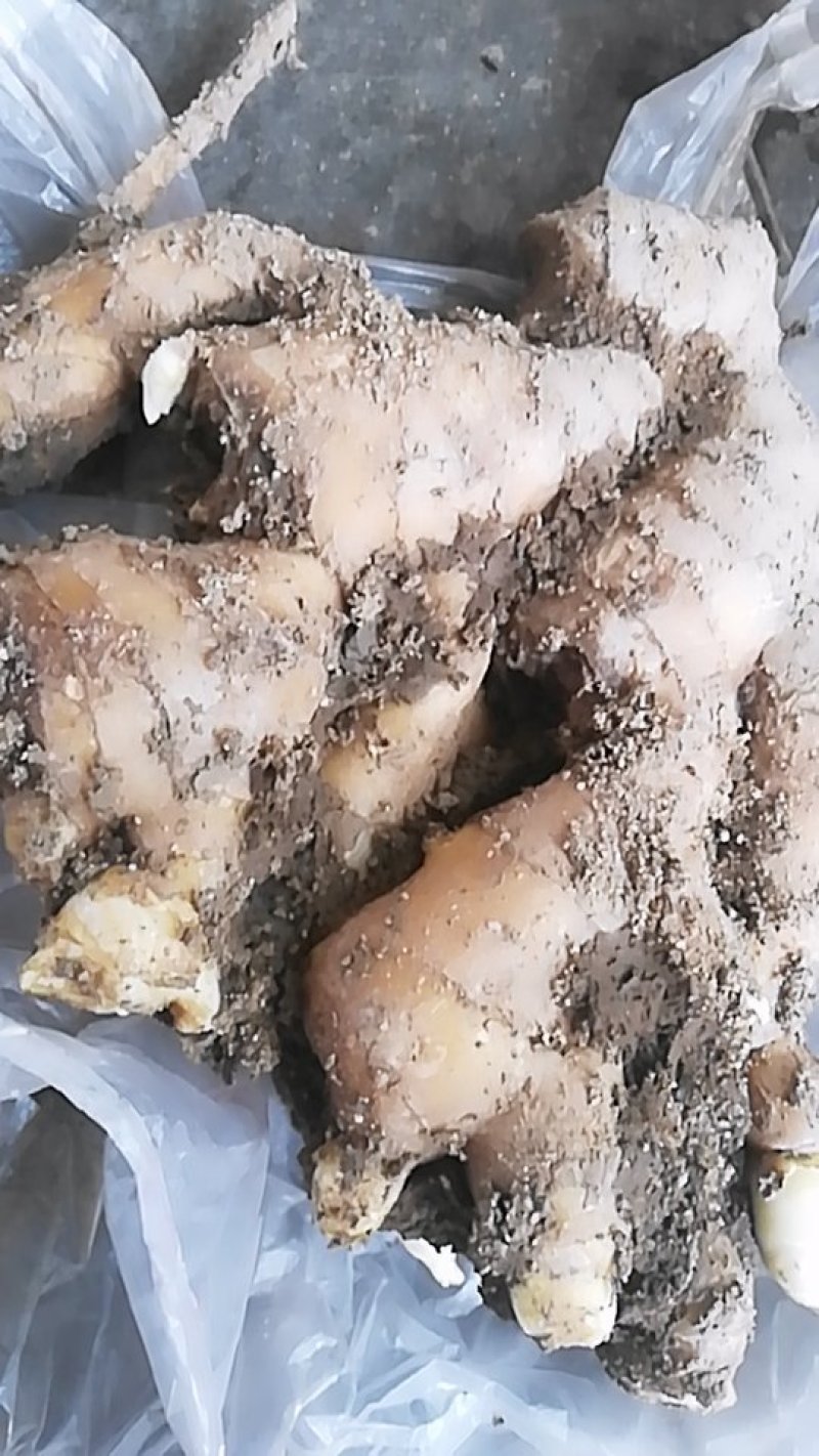 昌邑大黄姜
