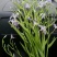 野生鸢尾