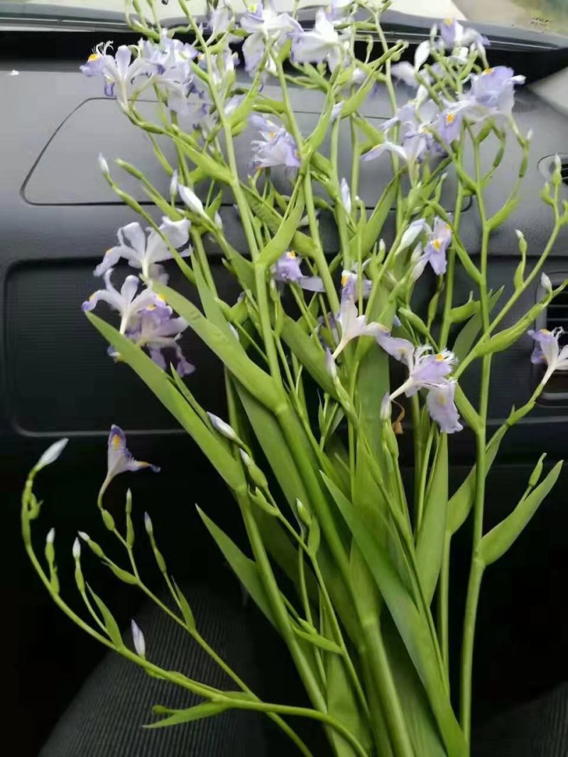 野生鸢尾