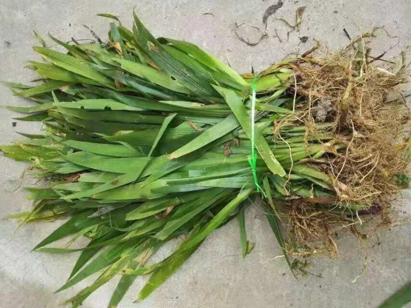 野生鸢尾