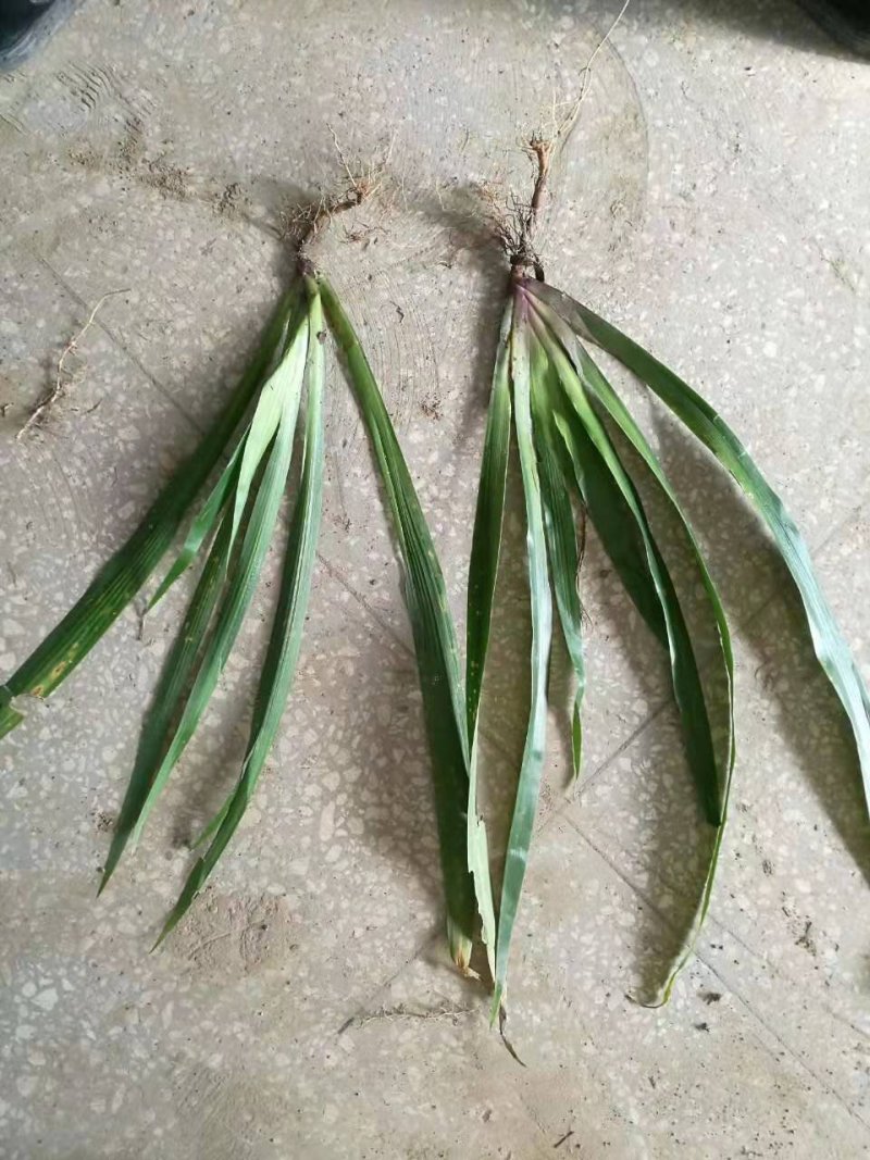 野生鸢尾