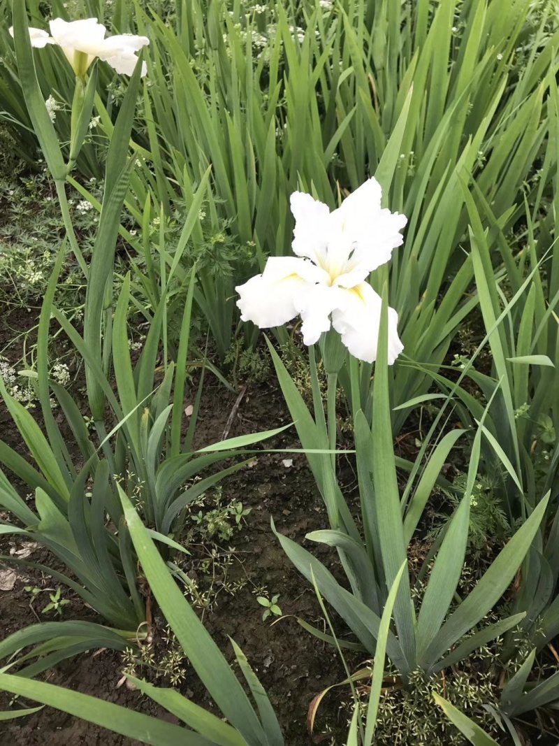 水生鸢尾（常绿鸢尾，西伯利亚鸢尾）