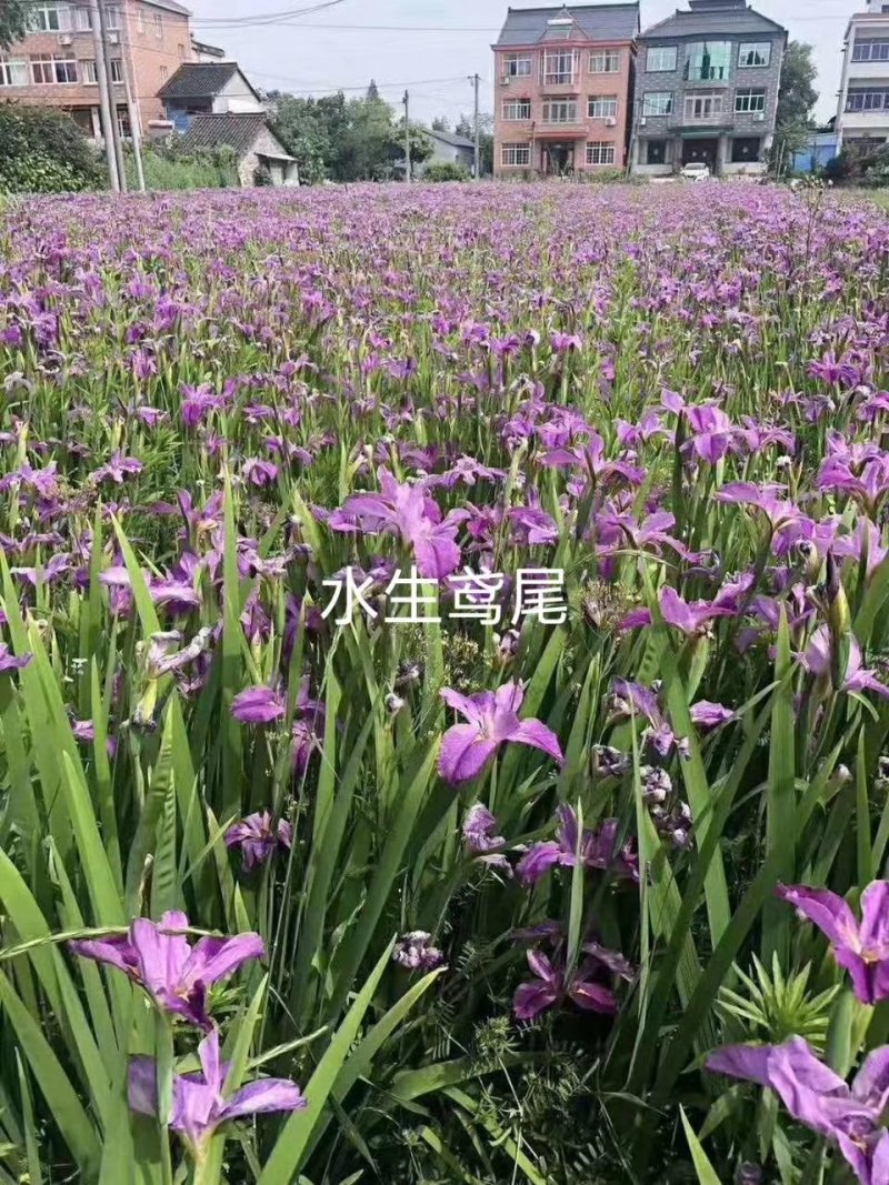 水生鸢尾（常绿鸢尾，西伯利亚鸢尾）