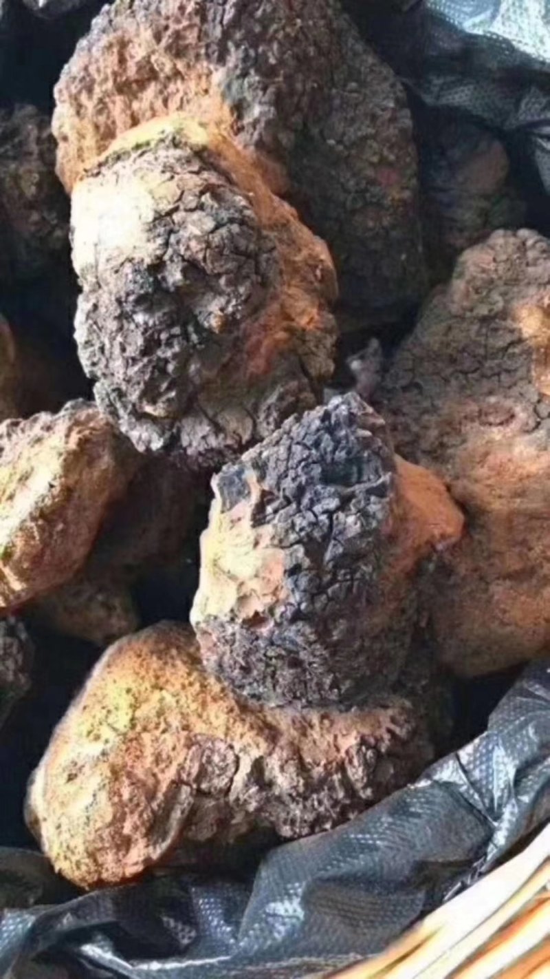 桦树茸白桦茸无硫桦褐孔菌量大从优