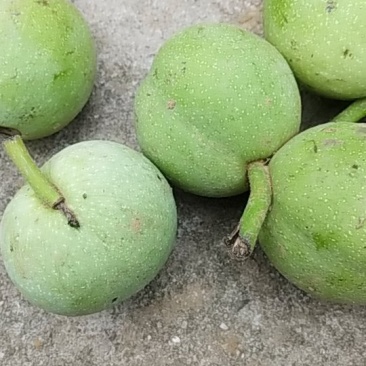 青皮新鲜核桃辽系