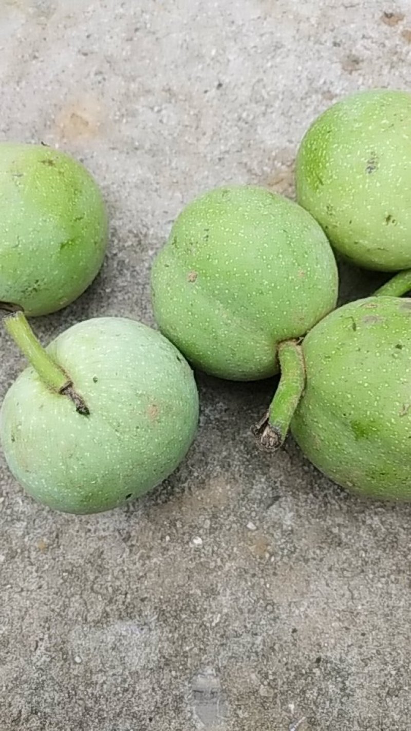 青皮新鲜核桃辽系