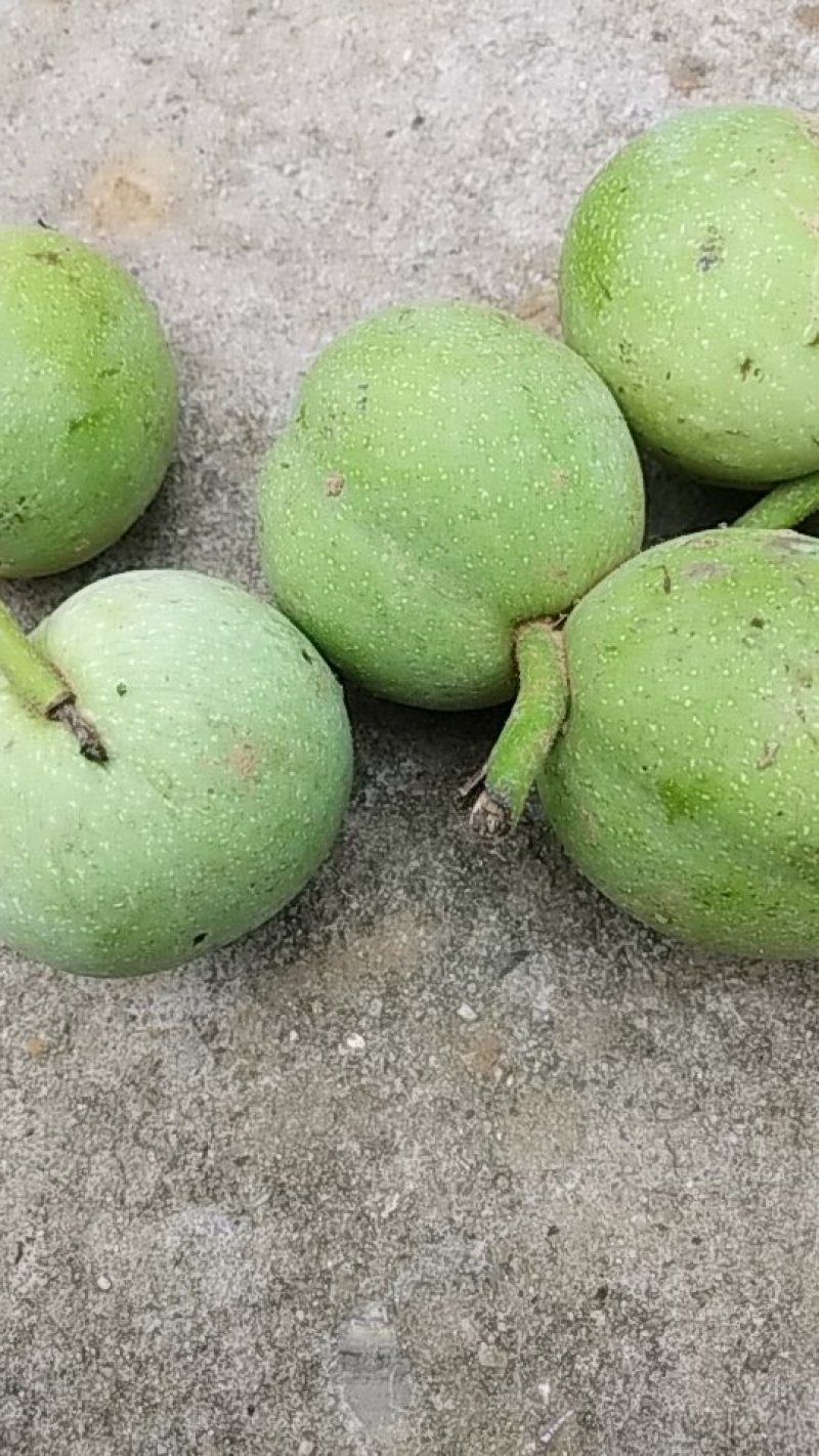 青皮新鲜核桃辽系