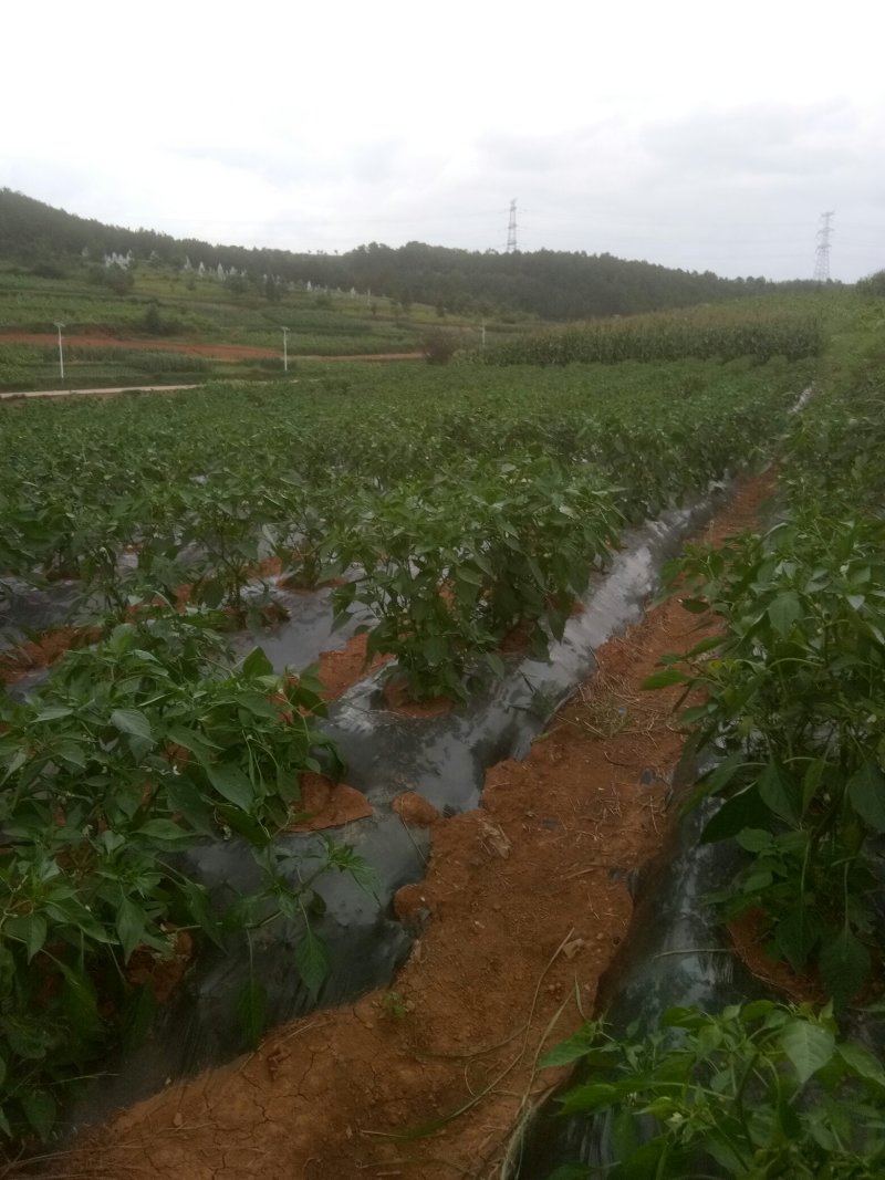 鲜辣椒大量上市