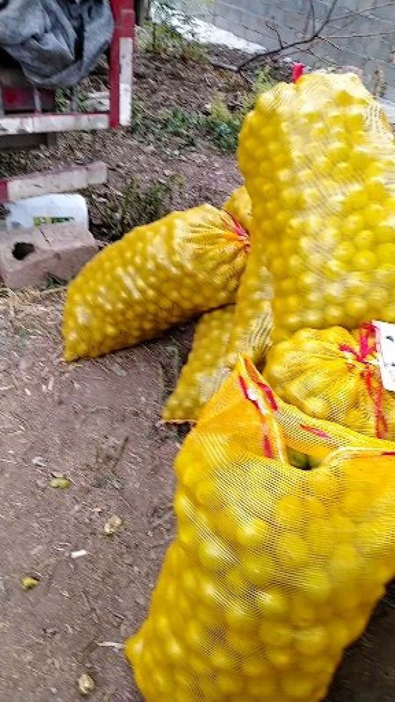 【核桃】青皮核桃河南产地直销大量有货欢迎咨询