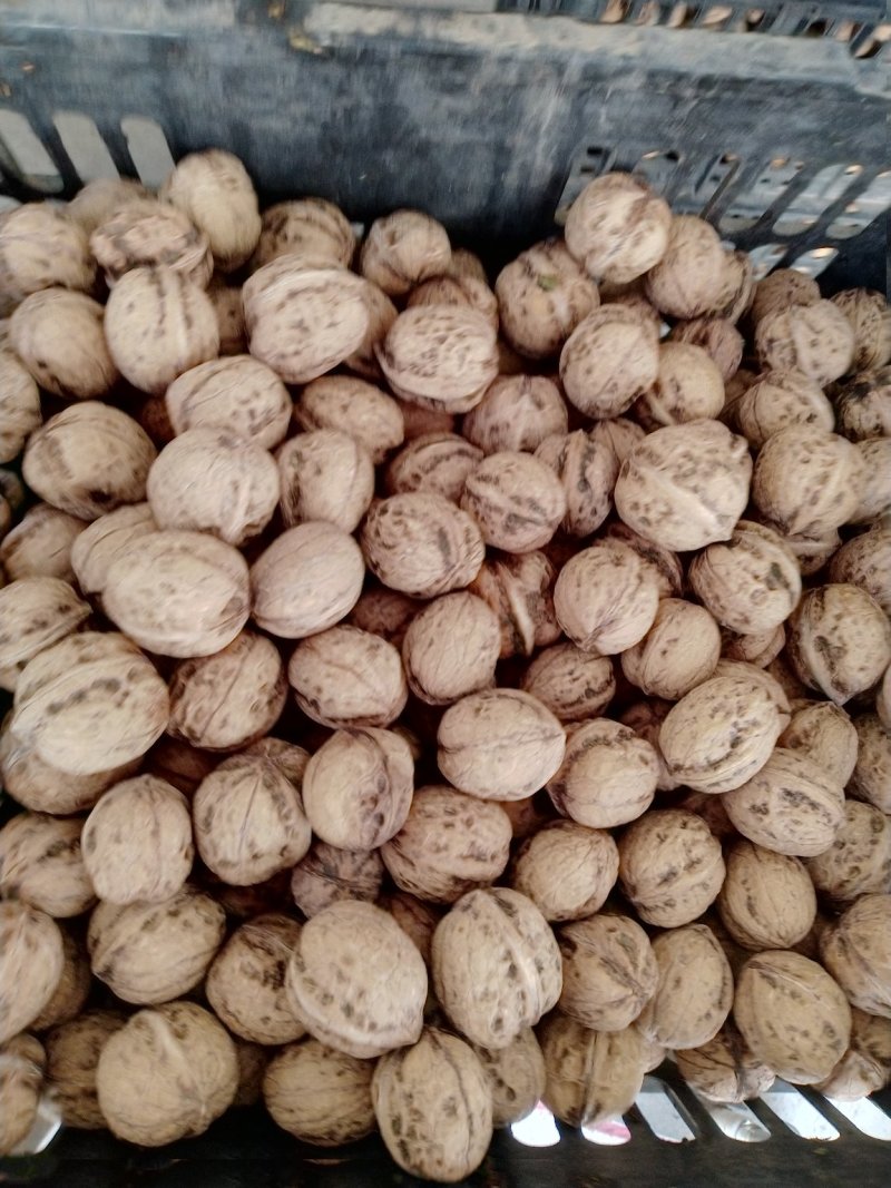 【核桃】青皮核桃河南产地直销大量有货欢迎咨询