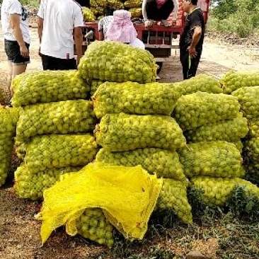 【核桃】青皮核桃河南产地直销大量有货欢迎咨询