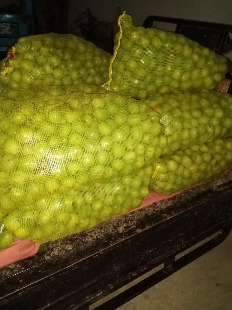 【核桃】青皮核桃河南产地直销大量有货欢迎咨询