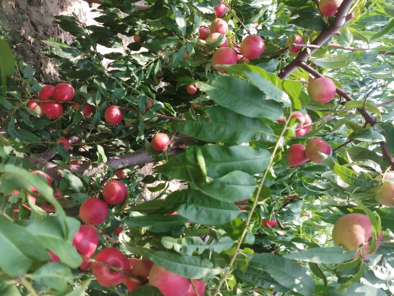 珍珠枣油桃（枣）