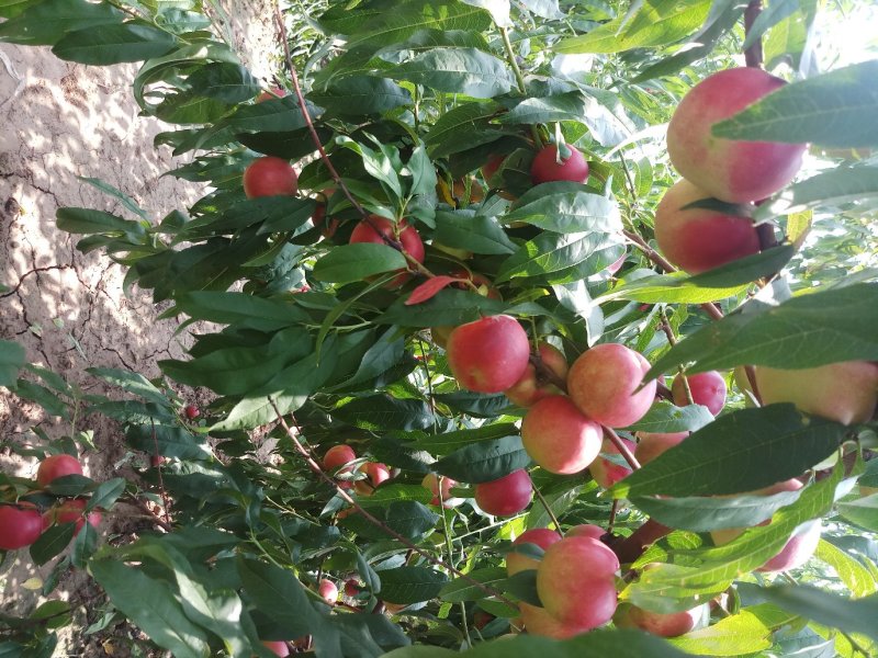珍珠枣油桃（枣）