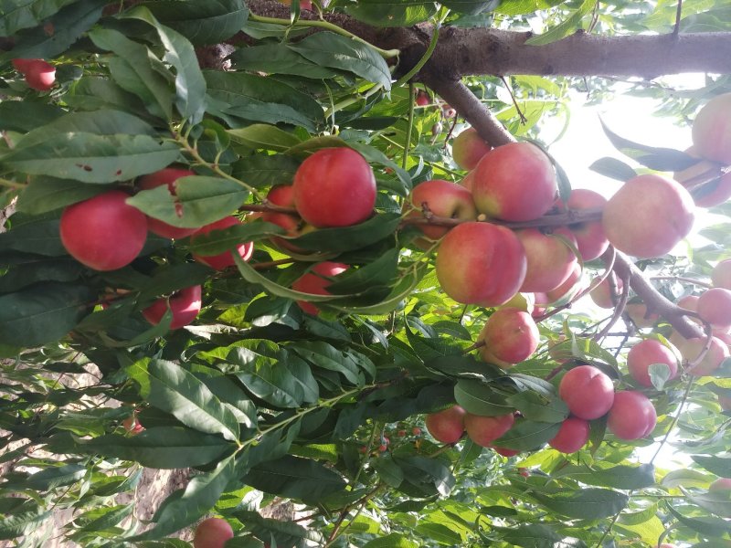 珍珠枣油桃（枣）