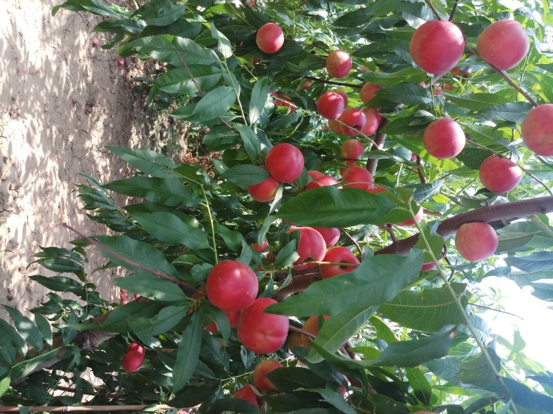 珍珠枣油桃（枣）