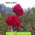 红火箭【速生生长速度快】百日红紫薇苗好品种成活率高