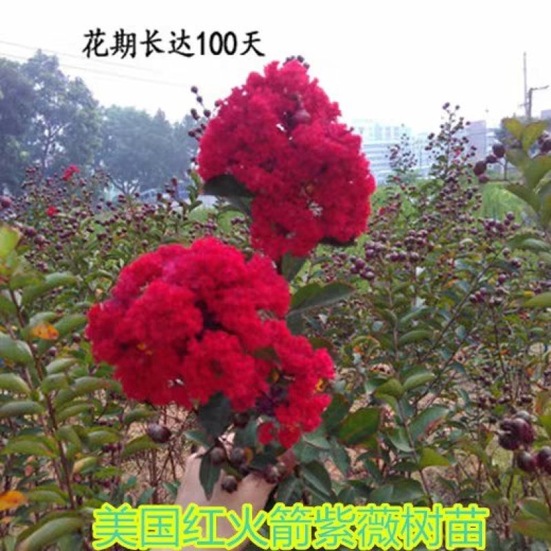 红火箭【速生生长速度快】百日红紫薇苗好品种成活率高