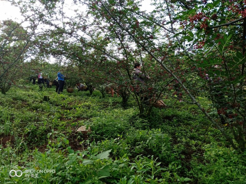 精选汉源花椒贡椒鲜花椒产地直发