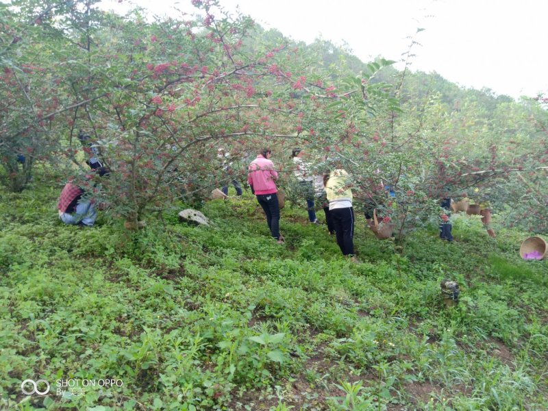 精选汉源花椒贡椒鲜花椒产地直发