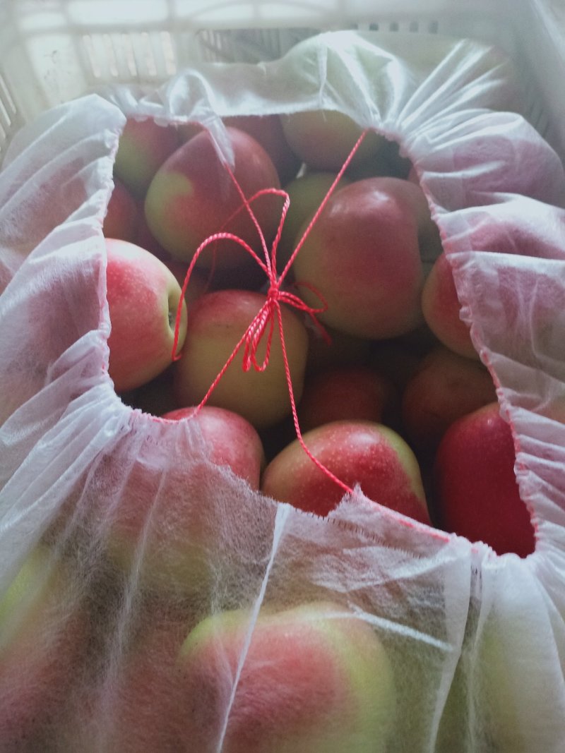 美八红苹果