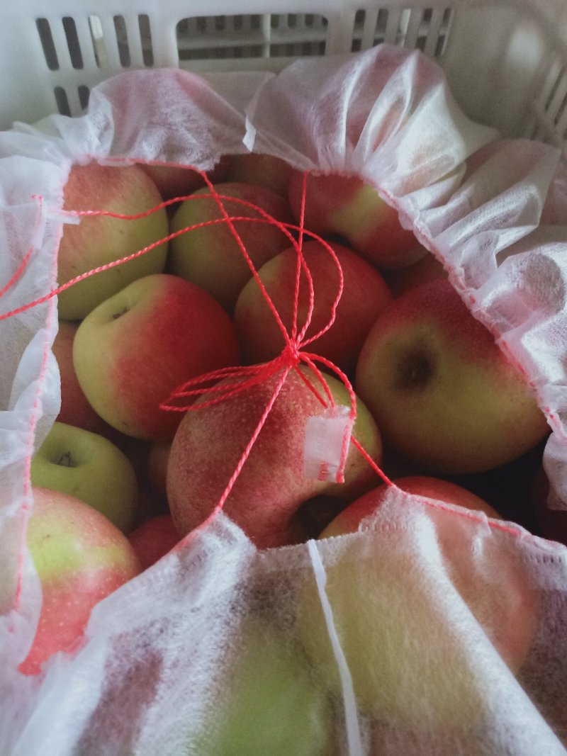 美八红苹果