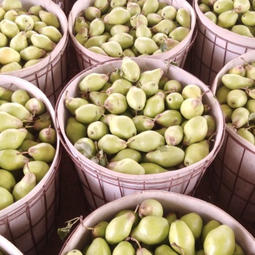 茄梨绥中茄梨大量上市