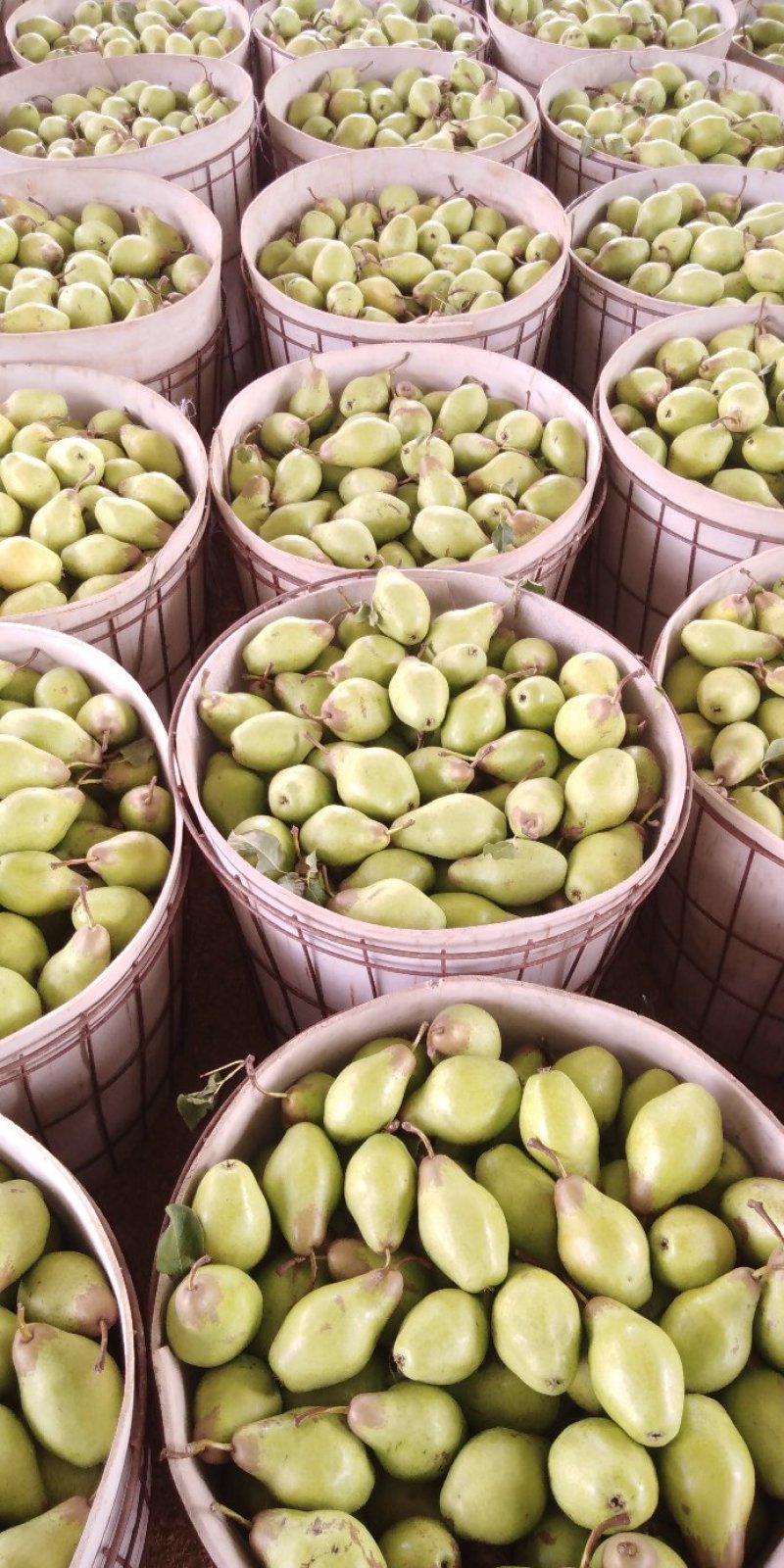 茄梨绥中茄梨大量上市