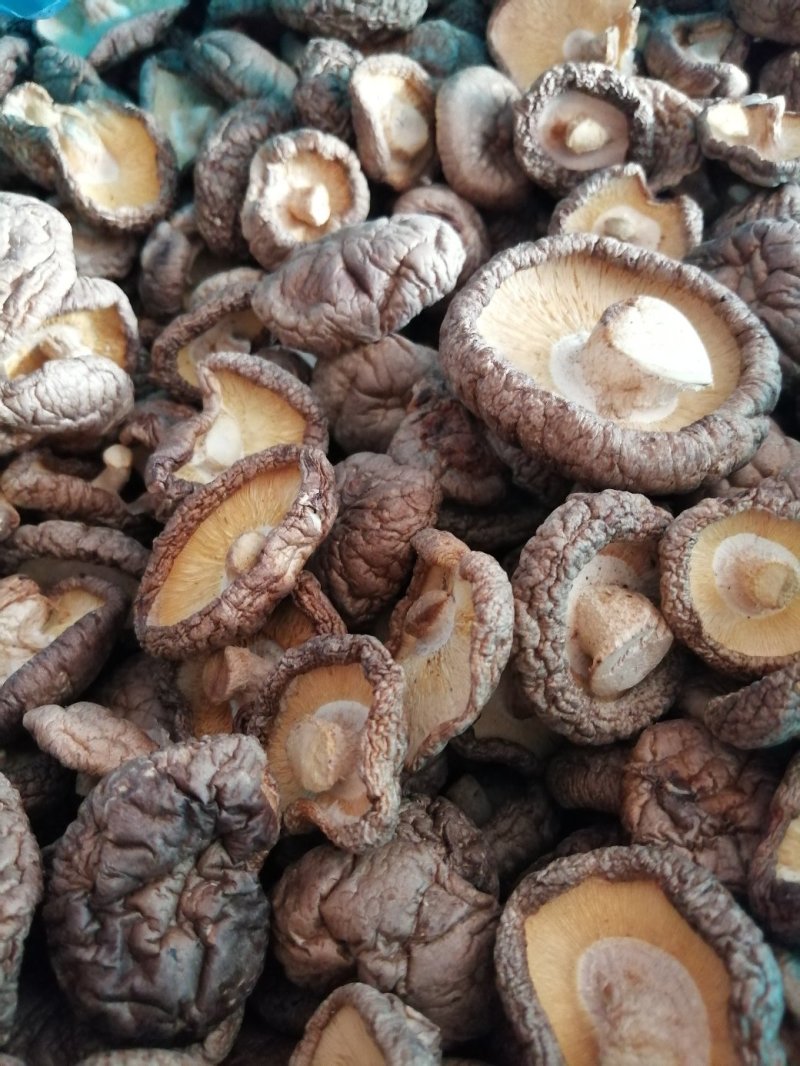 各种蘑菇菌欢迎采购