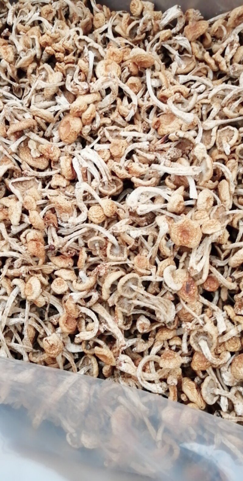 各种蘑菇菌欢迎采购