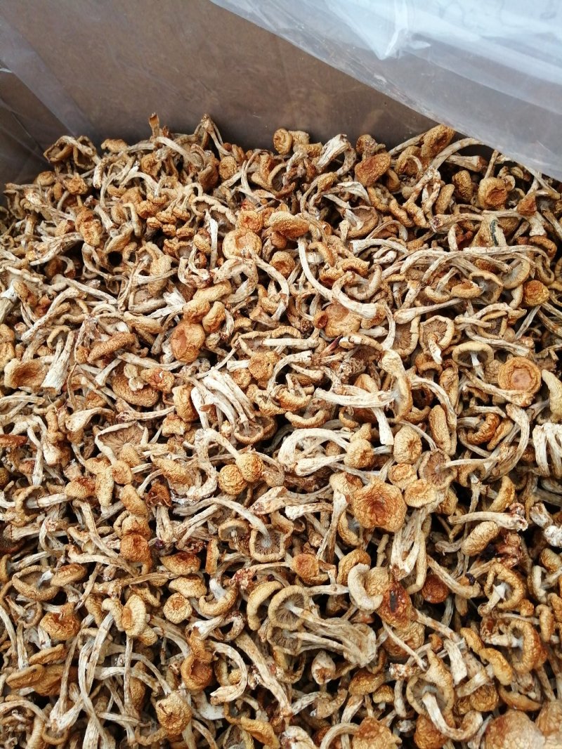 各种蘑菇菌欢迎采购
