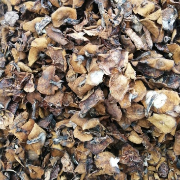 各种蘑菇菌欢迎采购