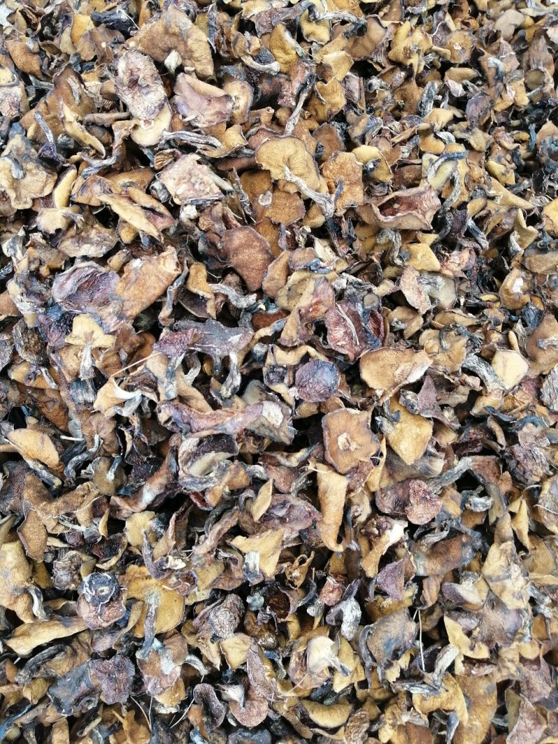 各种蘑菇菌欢迎采购