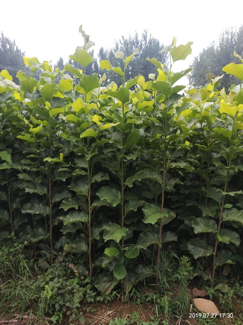 玉兰苗保证嫁接红玉兰苗提供种植技术