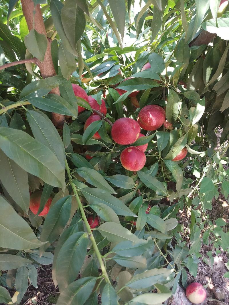 红芙蓉油桃