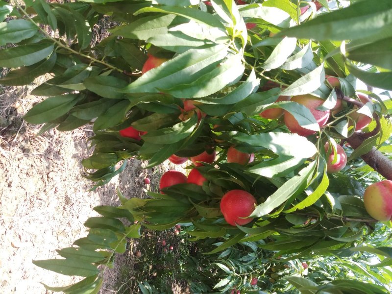 红芙蓉油桃
