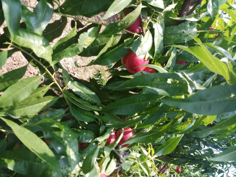 红芙蓉油桃