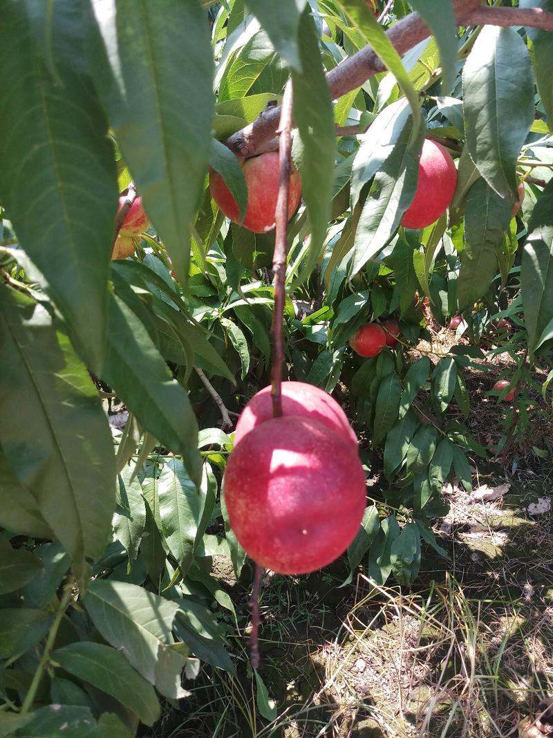红芙蓉油桃