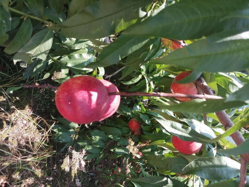 红芙蓉油桃