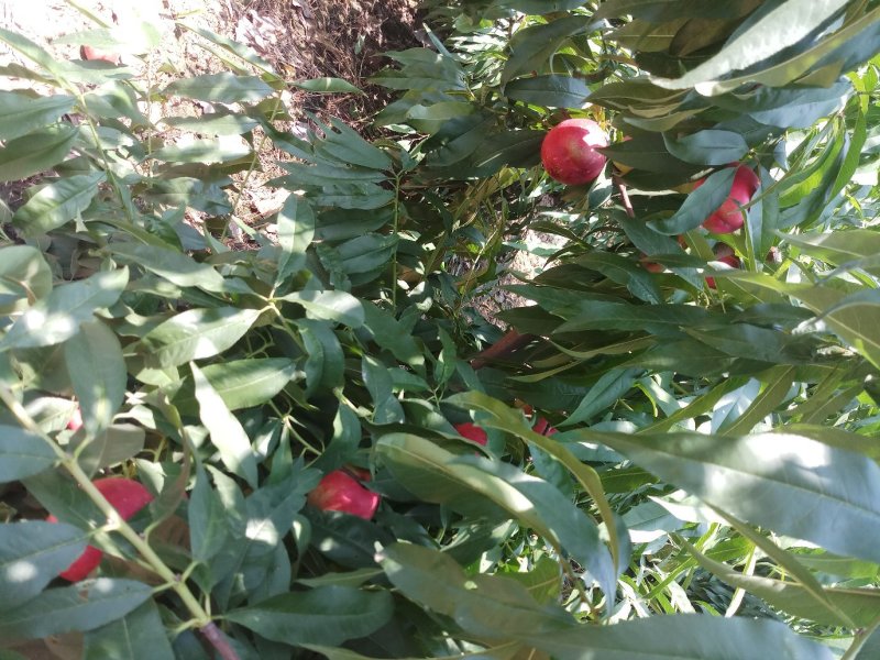 红芙蓉油桃