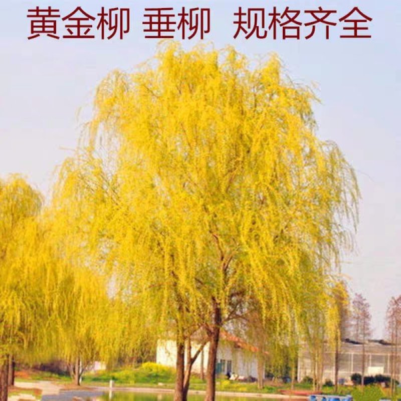 金丝垂柳苗黄皮垂柳苗【速生生长速度快】成活率高