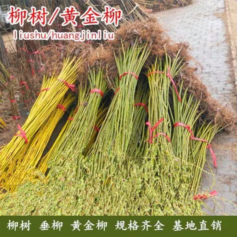 金丝垂柳苗黄皮垂柳苗【速生生长速度快】成活率高